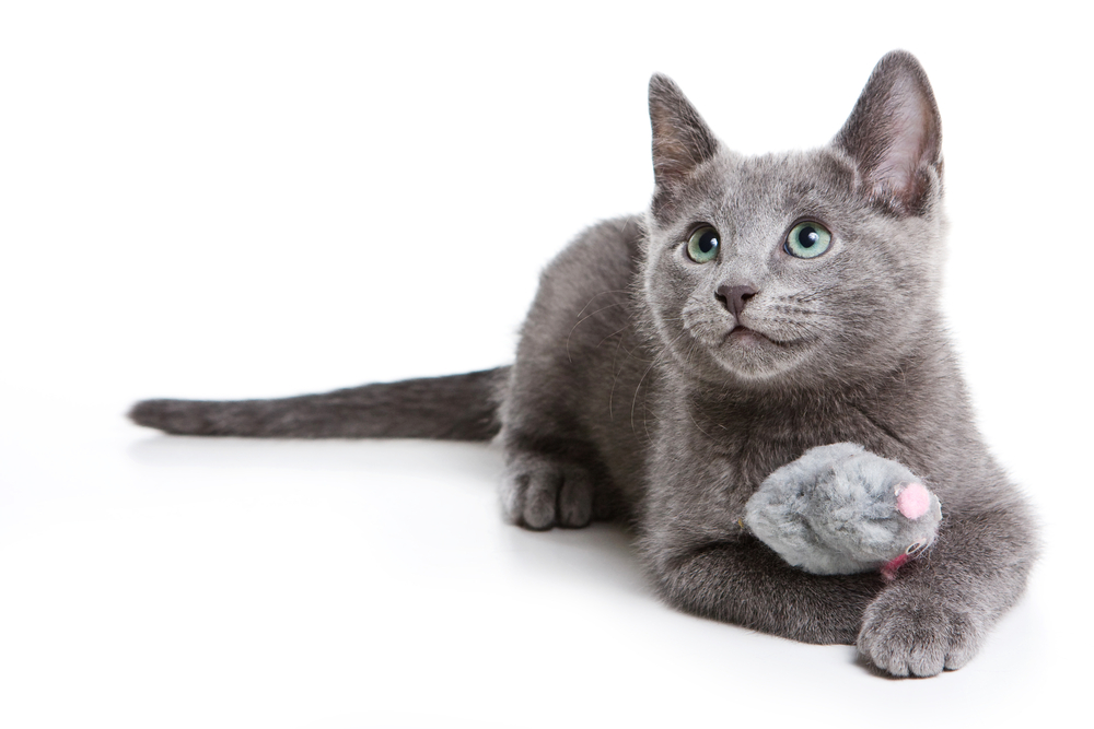 Tout savoir sur le chat gris et son comportement