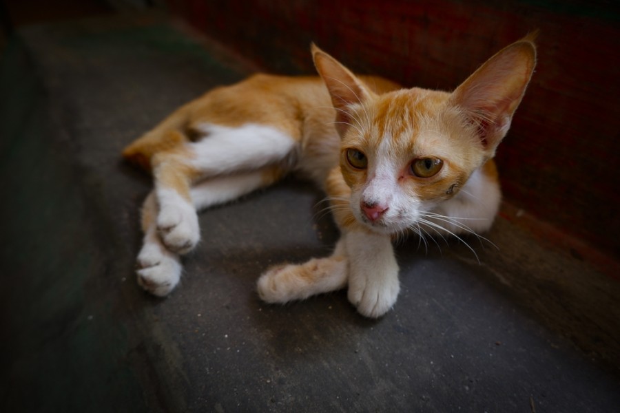 Chat maigre : quand faut-il s'inquiéter ?