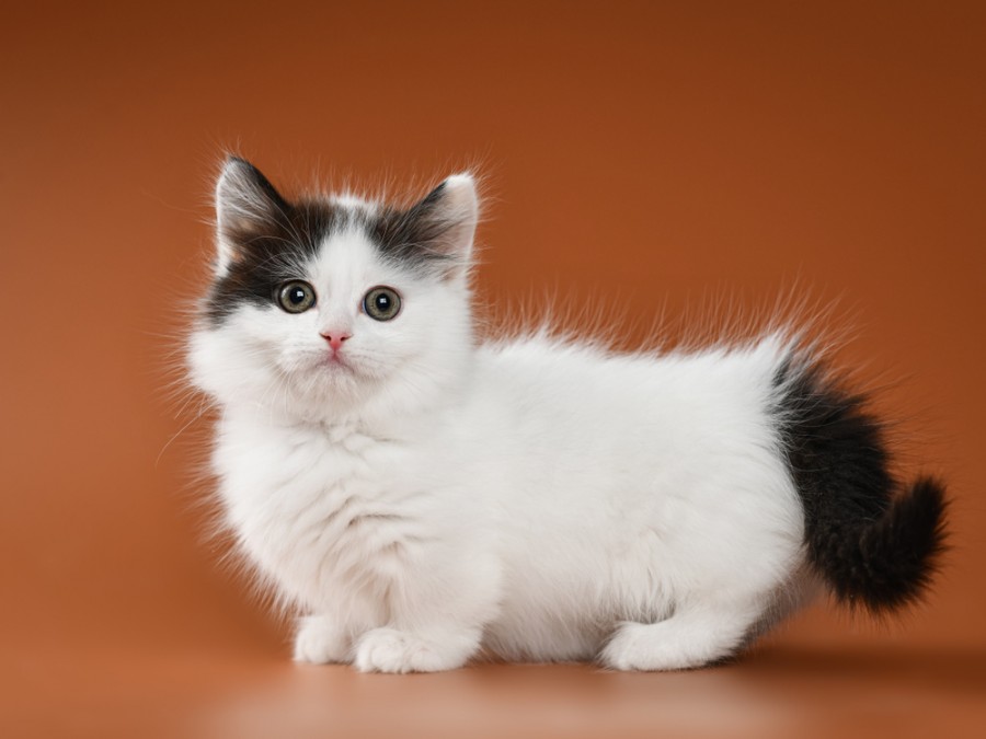 Tout savoir sur le chat Munchkin : caractéristiques et adoption
