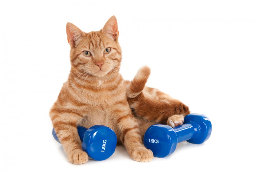 Comment aider votre chat à devenir musclé et en bonne santé ?
