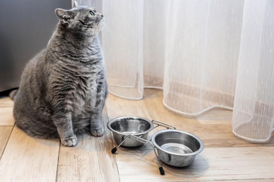 Comment aider un chat obese à perdre du poids ?