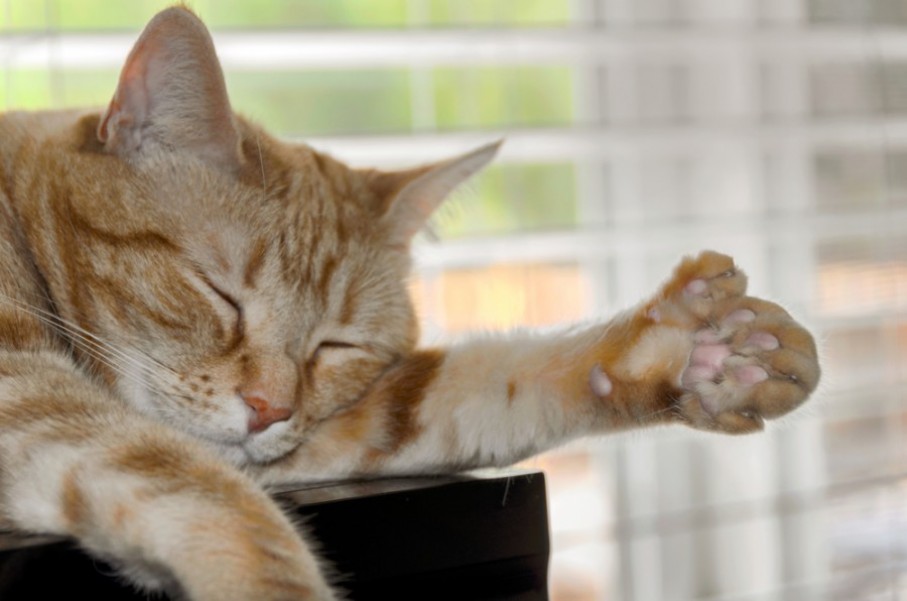 Tout savoir sur le chat polydactyle : un félin hors du commun