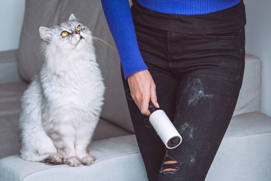 Chat qui perd ses poils : qu'est-ce que cela signifie ?