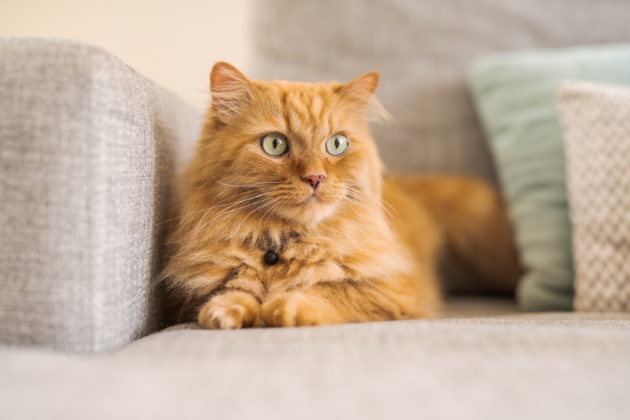 Quelles sont les particularités du chat roux ?