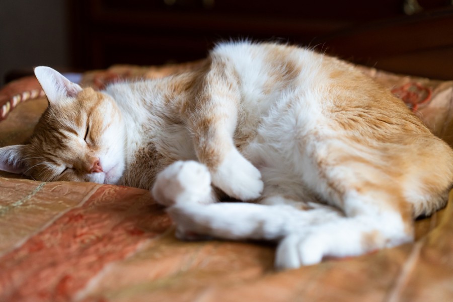 Le chat roux et blanc : caractéristiques physiques, comportement et soins à prodiguer
