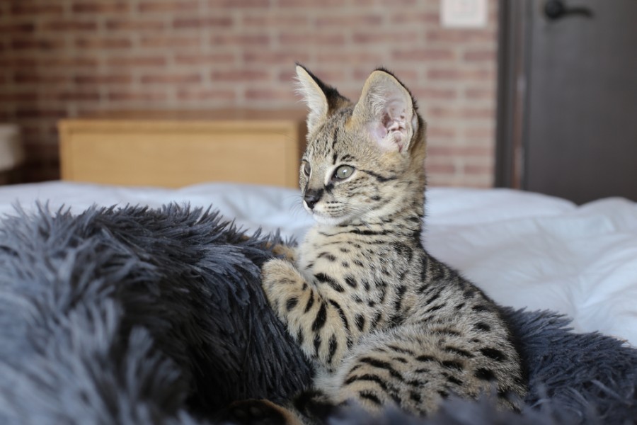 Tout savoir sur le chat savannah : un félin d'exception