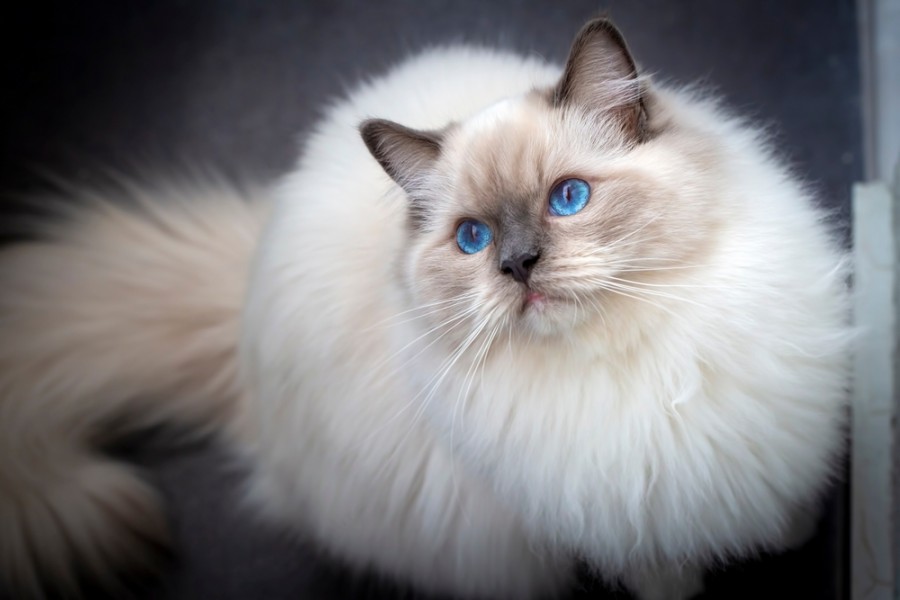 Pourquoi un chat aux yeux bleus est-il si fascinant ?