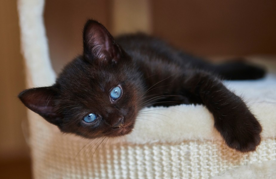 Quelles sont les caractéristiques d'un chaton noir ?