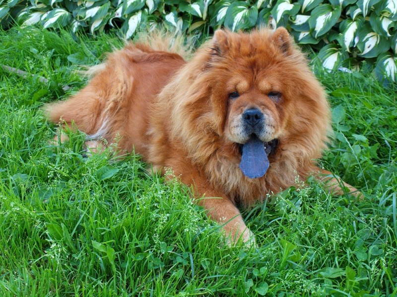 Chien langue bleu : faut-il consulter votre vétérinaire ?