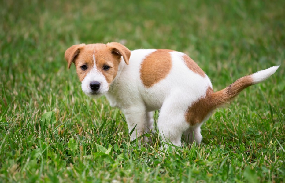 Remèdes naturels pour soulager un chien constipé