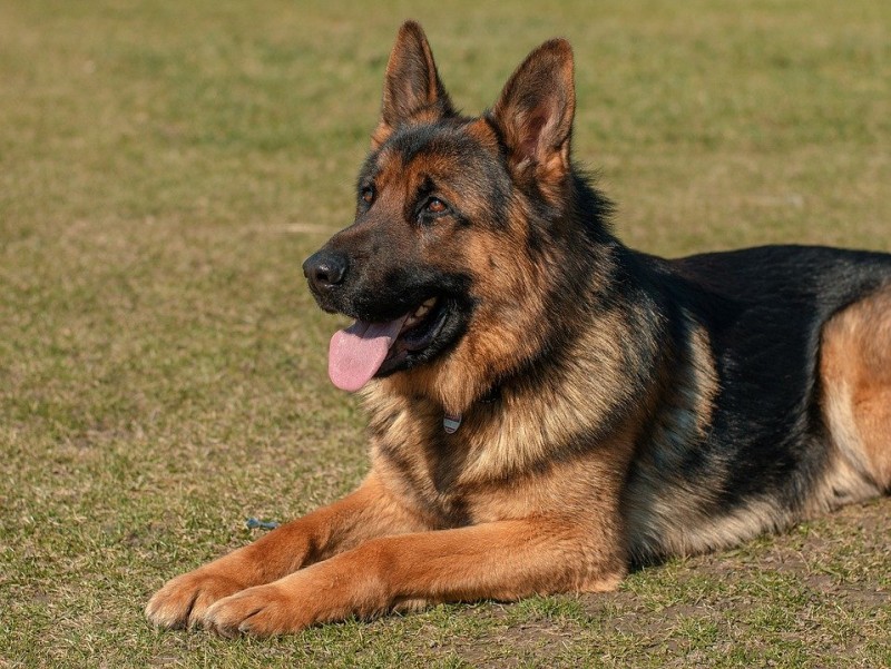 Chien de troupeau : présentation et choix des races