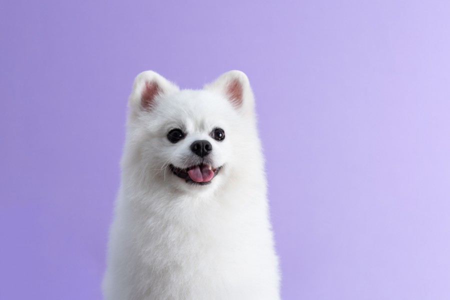 Chien mignon : quelles sont les races les plus adorables ?