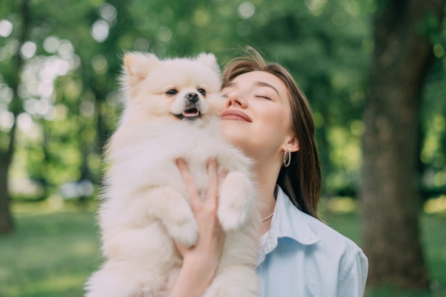 Qu'est-ce qu'un chien nounours et pourquoi est-il si populaire ?