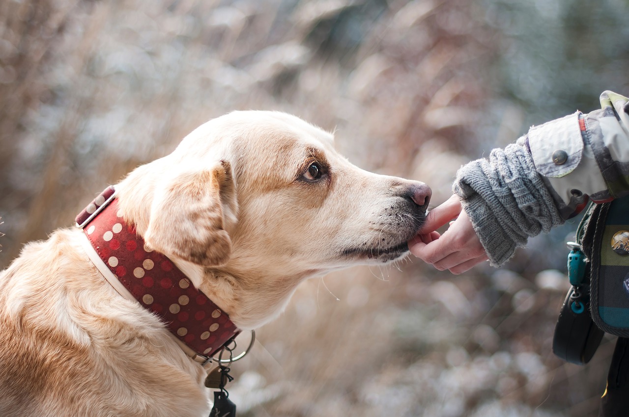 chien qui digère