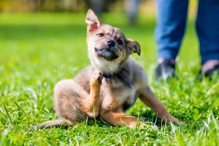 Un chien qui se gratte constamment : comment identifier les causes possibles et les solutions ?