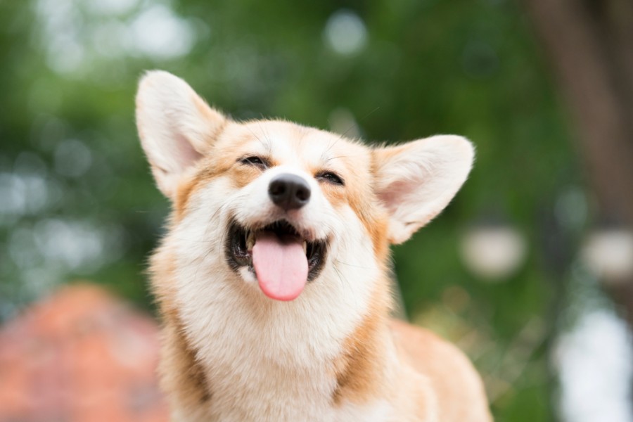 Décryptage du chien qui sourit : mythe ou réalité ?