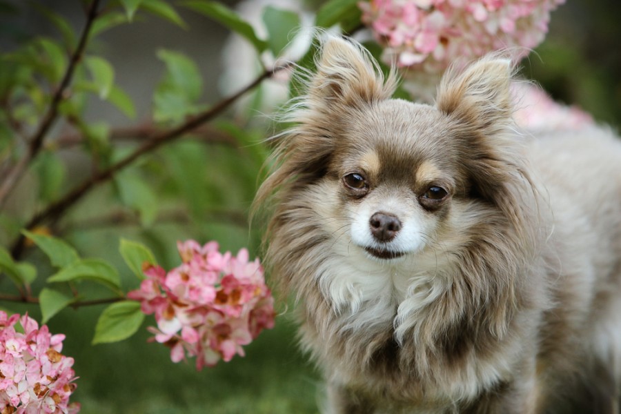 Chihuahua poil long : un petit chien au caractère bien trempé