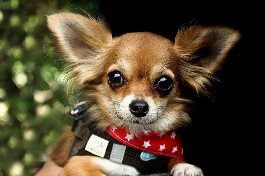 Chihuahua prix : quel budget consacrer à ce chien ?