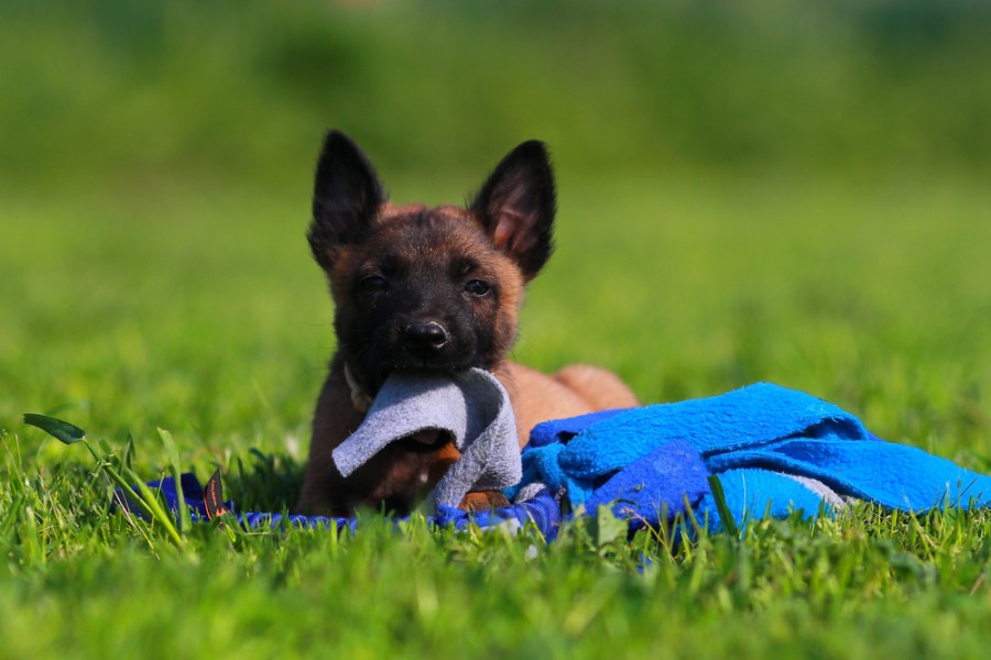 Chiot malinois : une race qui ne se destine pas à tout le monde !