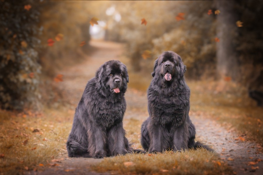 Chiot Terre Neuve : tout savoir sur cette race de chien géant