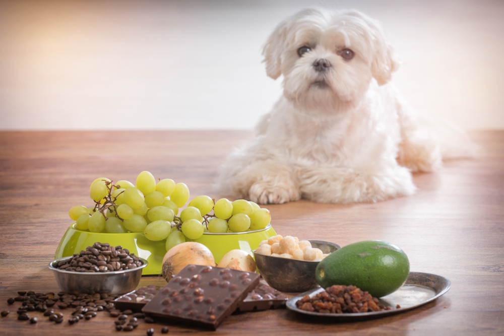 Comment le chocolat peut-il affecter la santé de votre chien ?