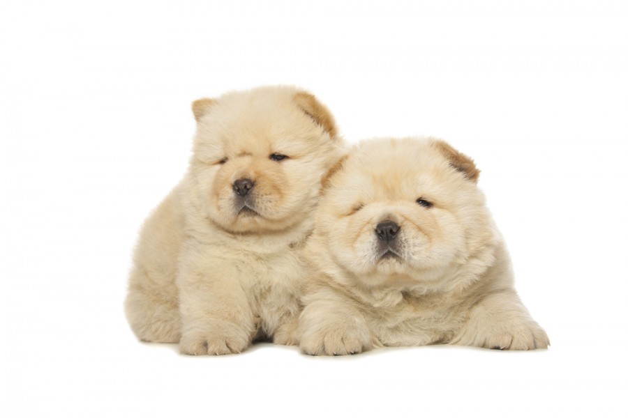 Tout ce qu'il faut savoir sur le bébé chow-chow