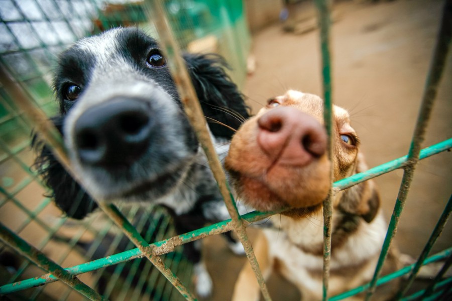 Clôture pour chien : comment choisir le bon modèle pour assurer sa sécurité