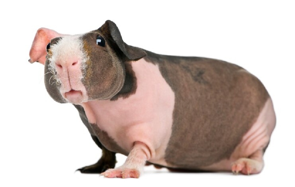 Tout savoir sur le cochon d'Inde sans poil : une race unique et fascinante