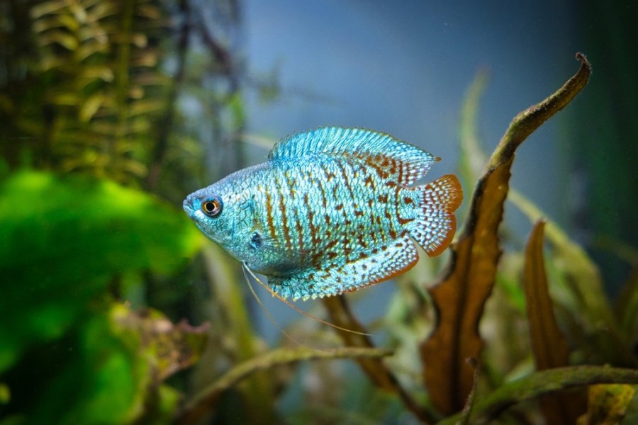 Est-ce facile d'éléver un Colisa Lalia, le Gourami nain ?