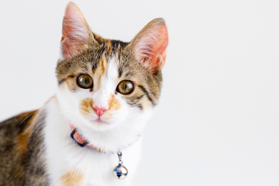 Quel est l'intérêt de mettre un collier à votre chat ?