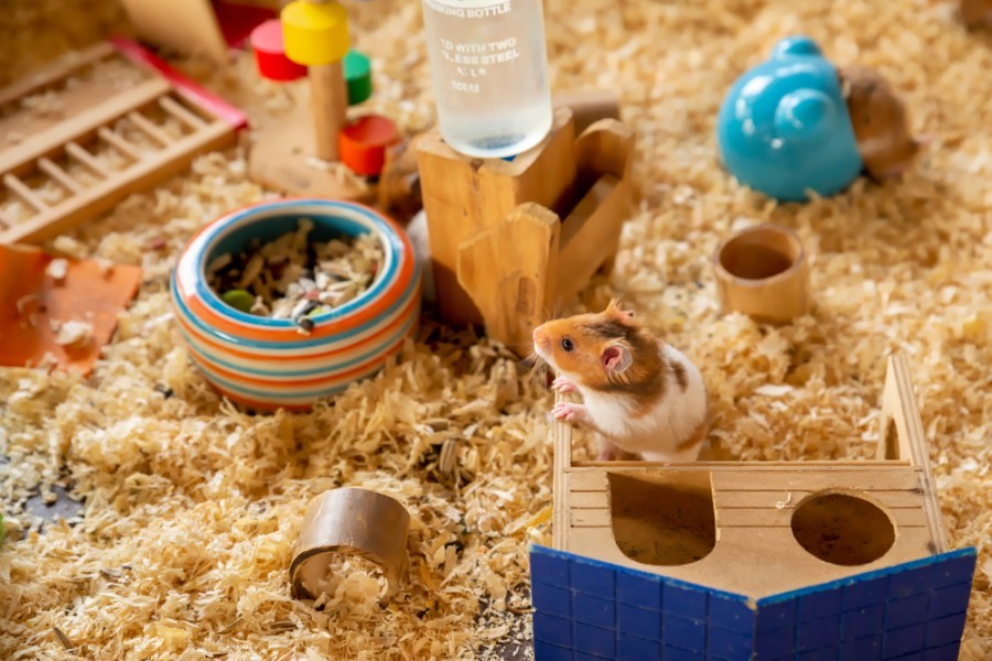 Comment aménager la cage d'un hamster joueur ?