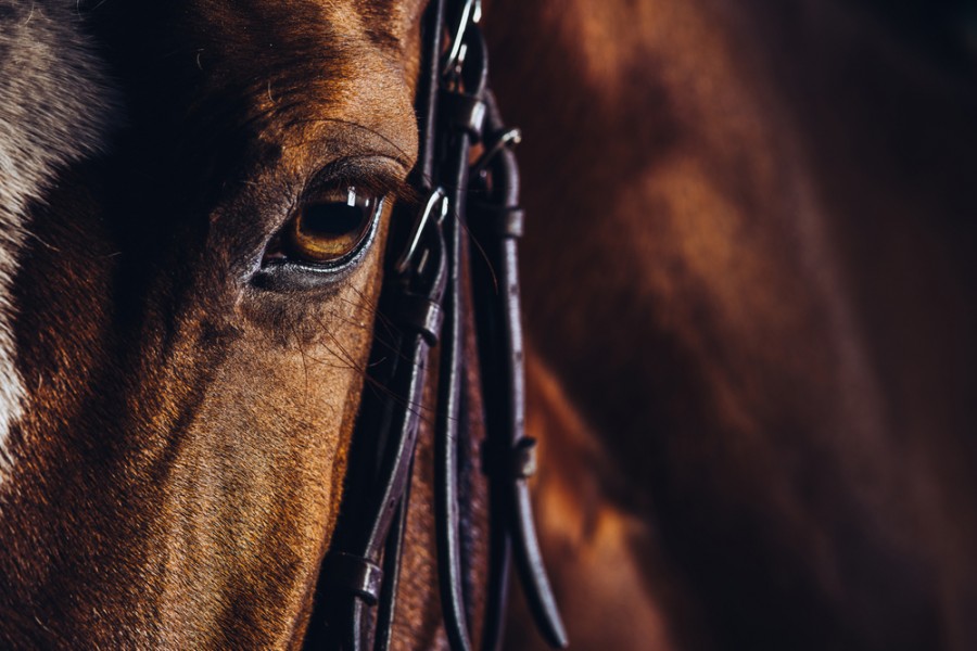 Comment appeler son cheval en 2023 ?