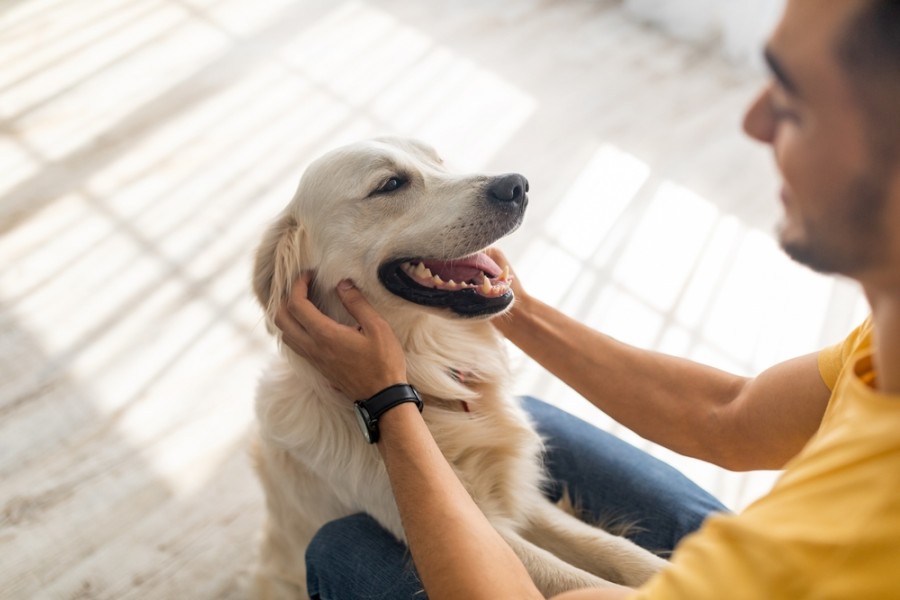 Comment apprendre à mon chien à sourire sur commande ?