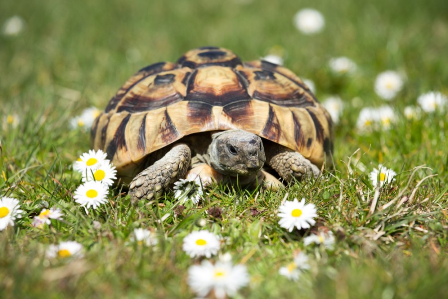 Comment bien s'occuper d'une tortue grecque ?