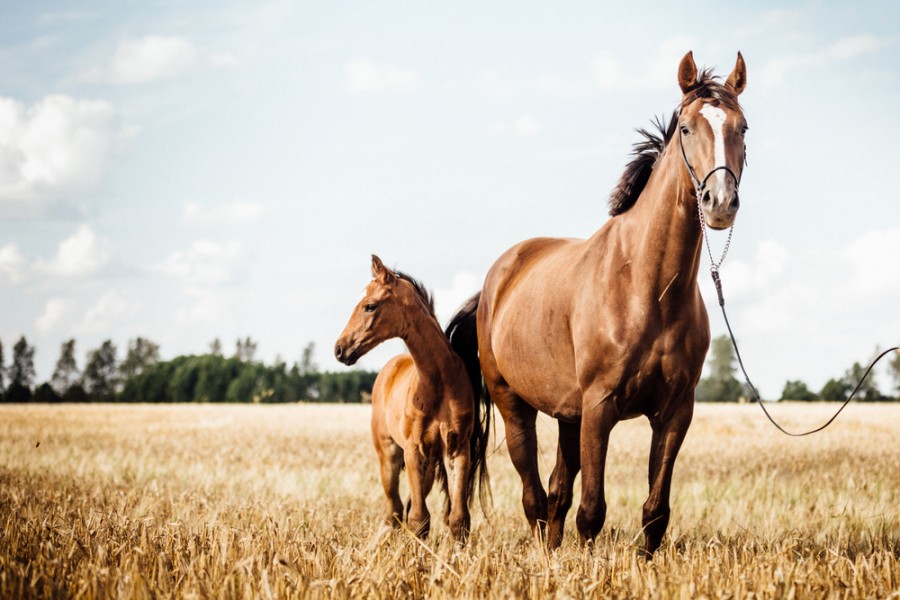 Comment choisir un nom original pour mon cheval ?