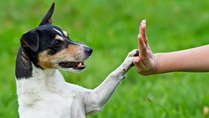 À quel moment débuter l’éducation du chien 