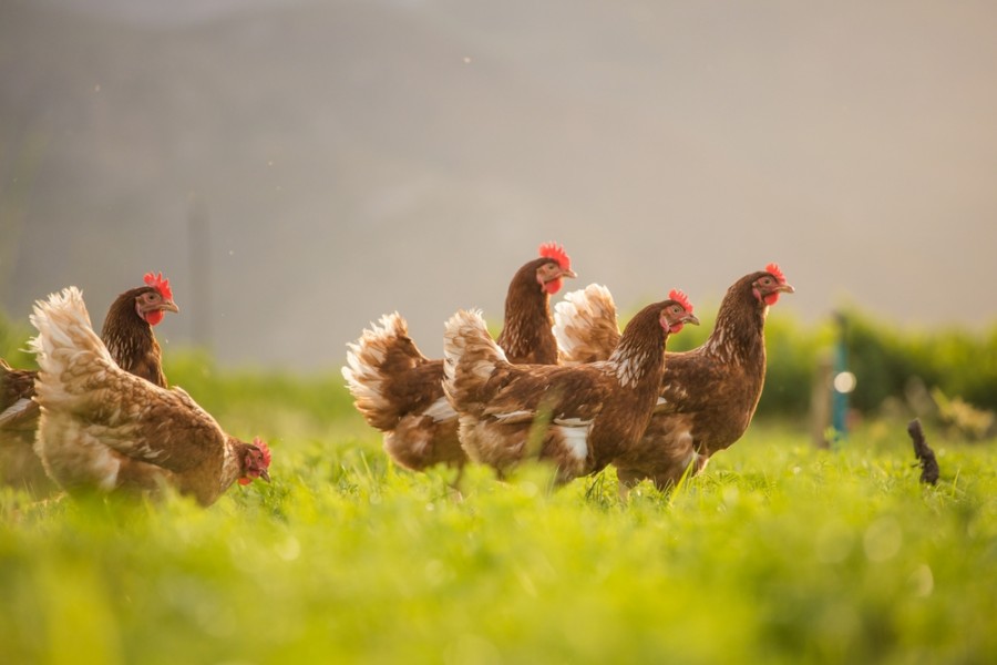 Comment élever une poule pondeuse de réforme ?