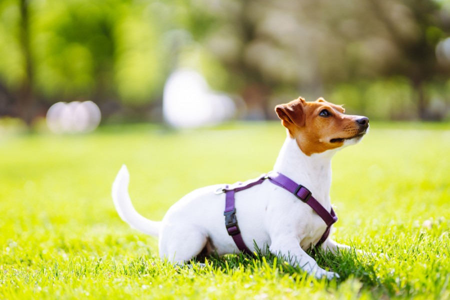 Comment fabriquer son propre répulsif pour empêcher un chien de creuser ?