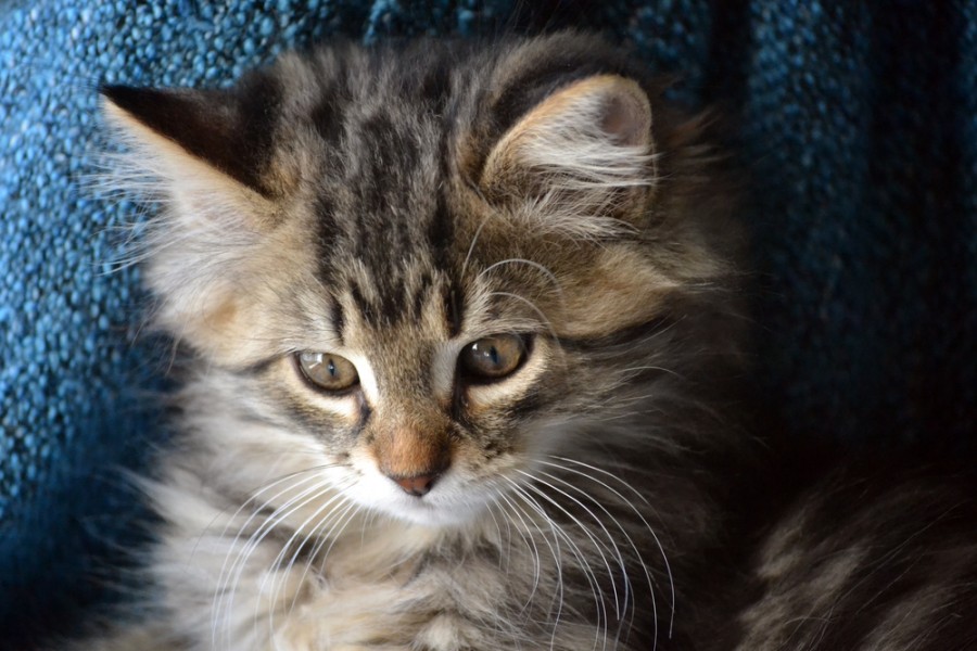 Comment prendre soin d'un chaton écaille de tortue ?