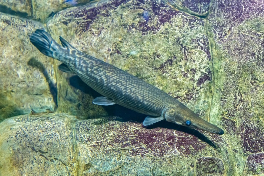 Comment reconnaître un brochet alligator d'un autre type de poisson ?