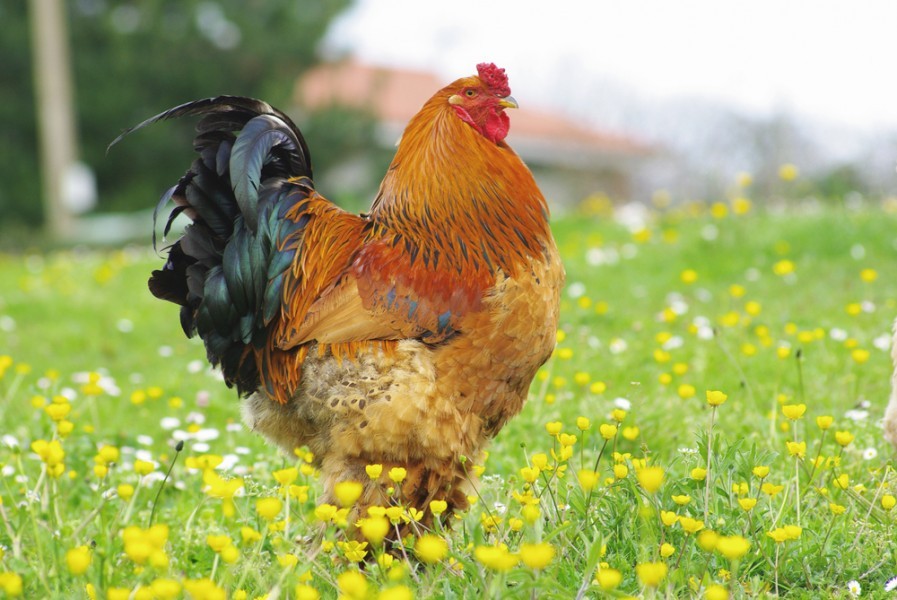 Comment reconnaître un coq d'une poule Brahma ?