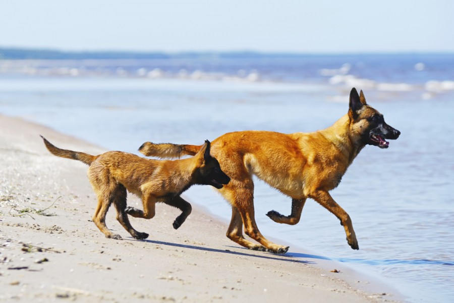 Comment reconnaître un malinois pure ?