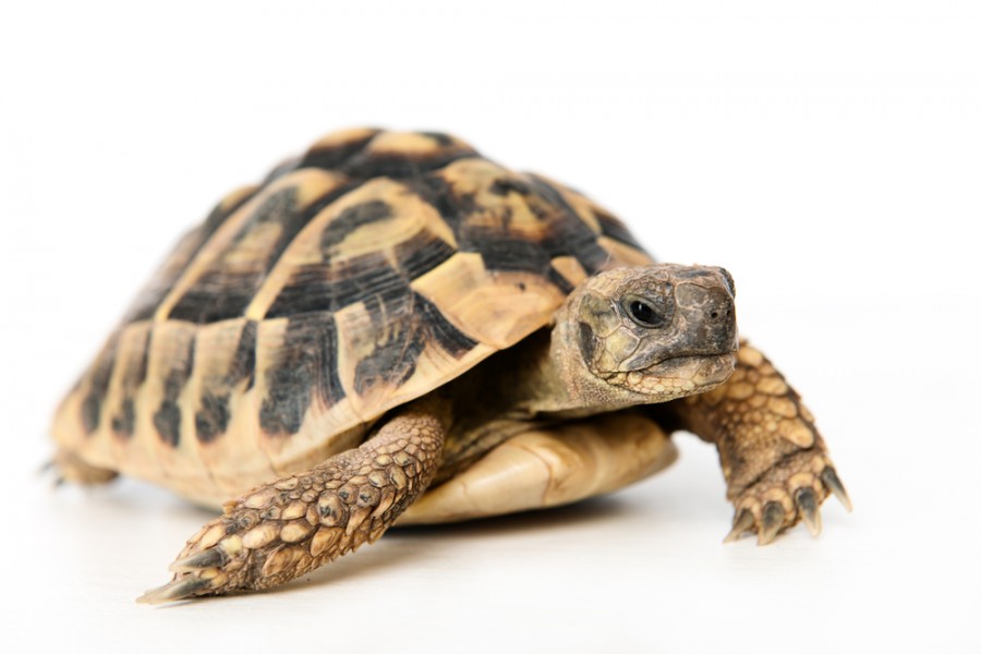 Comment reconnaître une tortue grecque ?