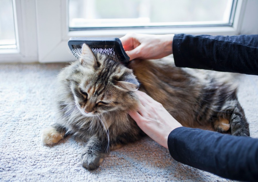 Comment s'appelle un chat à poil long ?