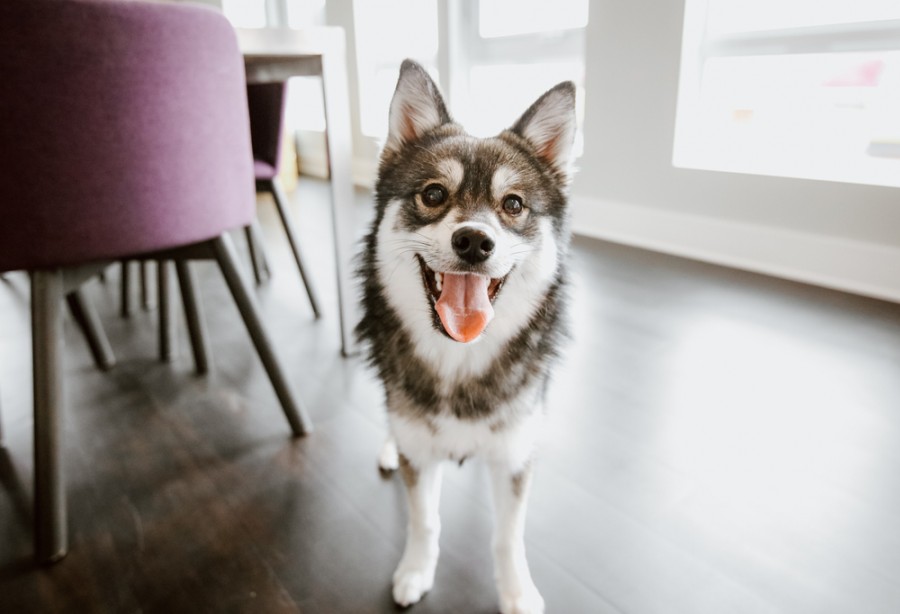 Comment s'appelle un Husky nain ?