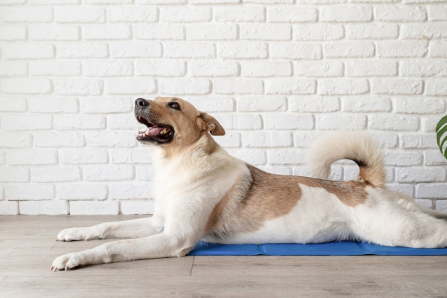 Comment savoir la fin des chaleurs chez la chienne ?