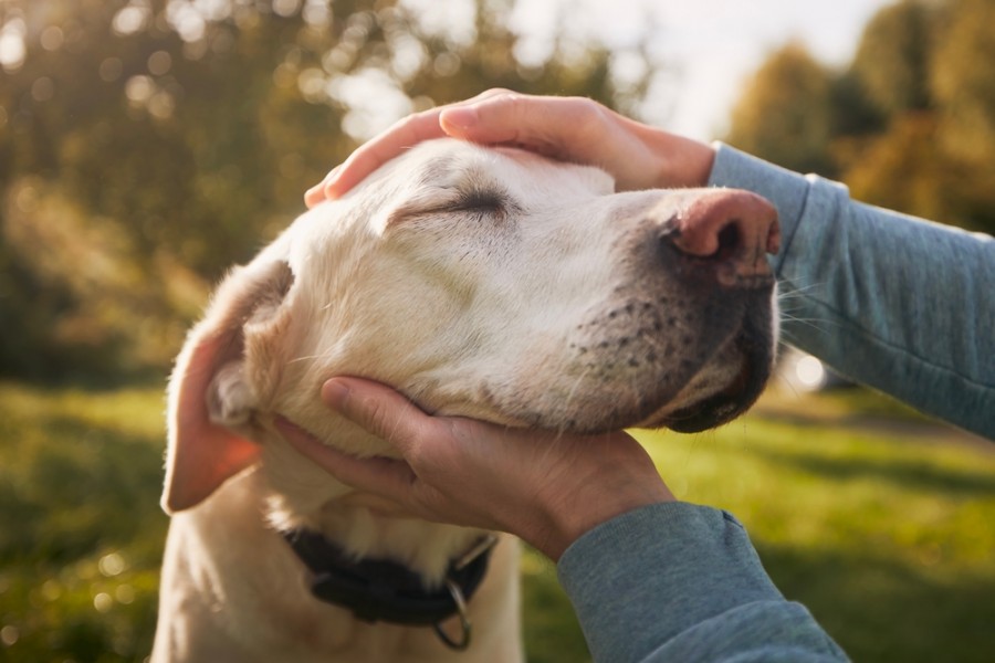 Comment savoir quand une chienne est en chaleur ?