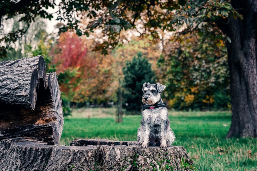 Comment soulager l'arthrose des animaux