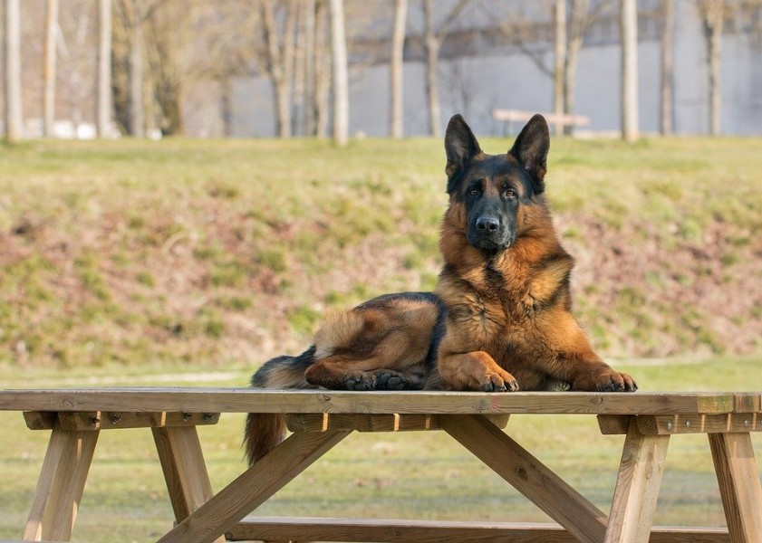 Comportementaliste canin : comment exercer ce métier ?