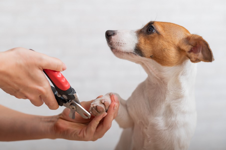 Coupe ongle chien : quel modèle pour le faire en toute sécurité ?